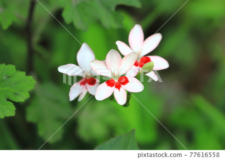 Pretty princess princess flower (Himehiougi) flower Pretty princess princess flower (Himehiougi) flower 77616558