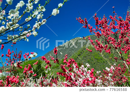 Hanamo高速公路 77616588