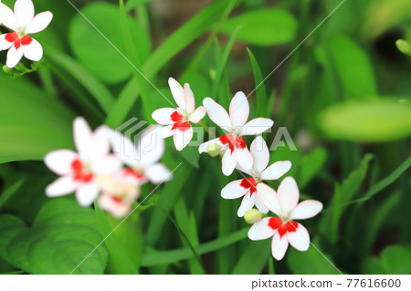 Pretty princess princess flower (Himehiougi) flower Pretty princess princess flower (Himehiougi) flower 77616600