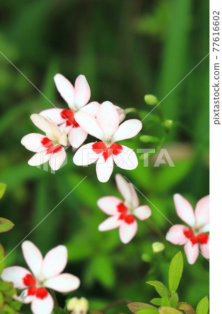 Pretty princess princess flower (Himehiougi) flower Pretty princess princess flower (Himehiougi) flower 77616602