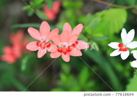 Pretty princess princess flower (Himehiougi) flower Pretty princess princess flower (Himehiougi) flower 77616604