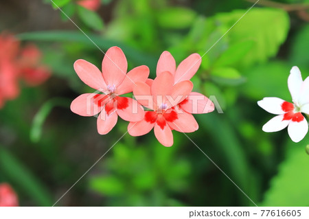 漂亮的公主公主花 (Himehiougi) 花 77616605