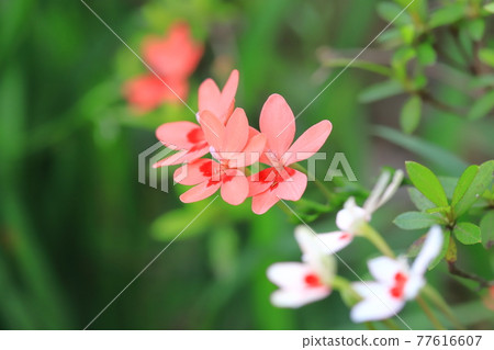 Pretty princess princess flower (Himehiougi) flower 77616607