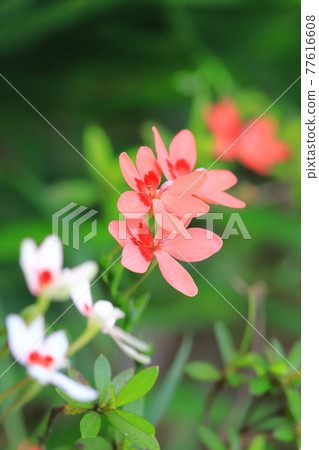 Pretty princess princess flower (Himehiougi) flower 77616608