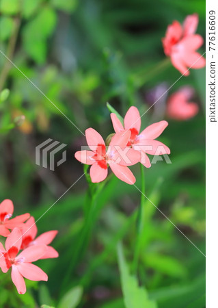 Pretty princess princess flower (Himehiougi) flower Pretty princess princess flower (Himehiougi) flower 77616609