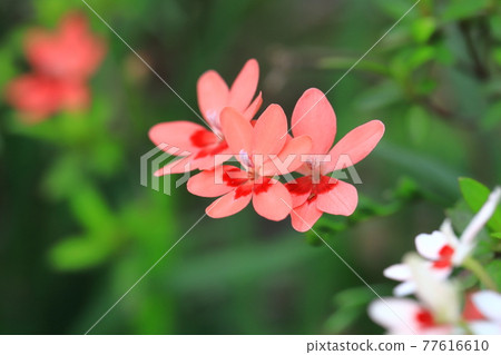 Pretty princess princess flower (Himehiougi) flower Pretty princess princess flower (Himehiougi) flower 77616610