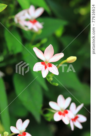 Pretty princess princess flower (Himehiougi) flower Pretty princess princess flower (Himehiougi) flower 77616614