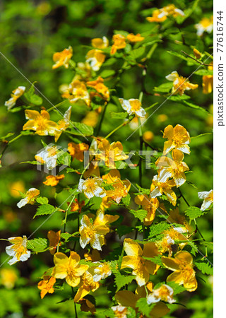 在佛陀面前的瀑布 77616744