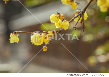 日本五香粉花 日本五香粉花 77617276