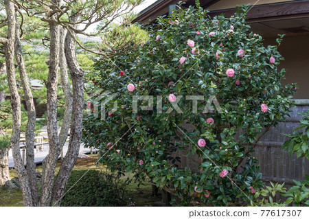 A Japanese-style garden with camellia blooms, a corner of a Japanese garden, spring 77617307
