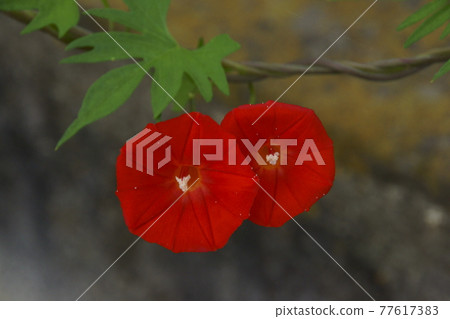 蔦蘿松 蔦蘿松 77617383