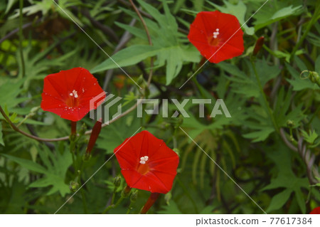 Rakousou Rakousou 77617384