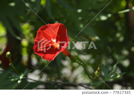 Rakousou Rakousou 77617385