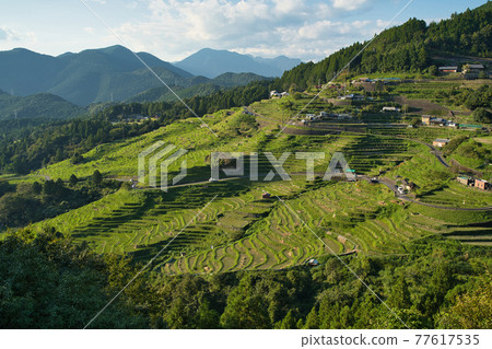 Autumn view of Maruyama Senmaida from the observation deck in Mie Prefecture 77617535