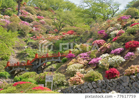 Yutoku Inari Shrine's Gaien Higashiyama Tsutsujien 77617759