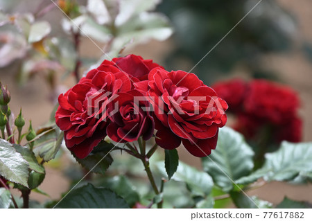 八津玫瑰 77617882