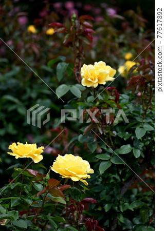 Yatsu roses 77617892