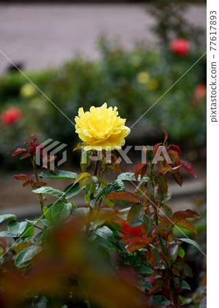 Yatsu roses 77617893