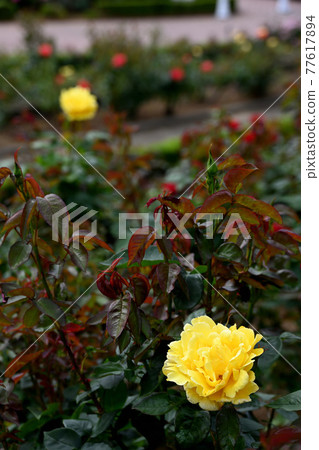 八津玫瑰 77617894