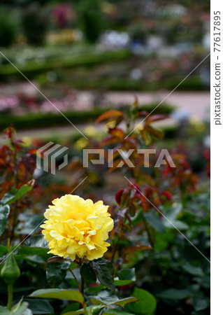 Yatsu roses 77617895