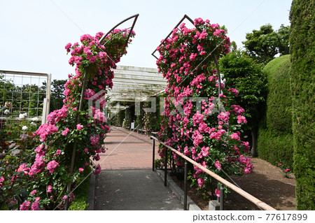 八津玫瑰 77617899