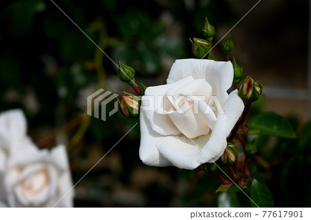 八津玫瑰 77617901