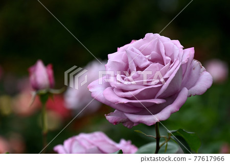 Yatsu roses 77617966