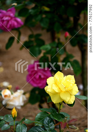 Yatsu roses Yatsu roses 77617992