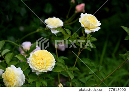 Yatsu roses Yatsu roses 77618000