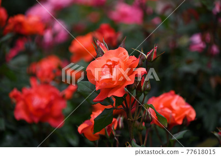 Yatsu roses Yatsu roses 77618015