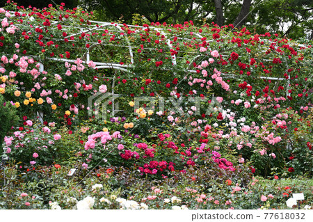 Yatsu roses Yatsu roses 77618032