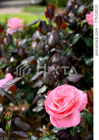 Yatsu roses Yatsu roses 77618033