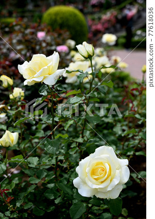 八津玫瑰 77618036