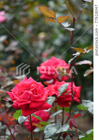 Yatsu roses 77618047