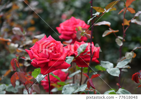 八津玫瑰 八津玫瑰 77618048