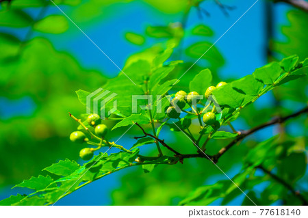 日本胡椒果實和葉子 日本胡椒果實和葉子 77618140