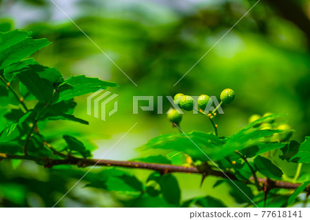 日本胡椒果實和葉子 77618141