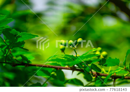 日本胡椒果實和葉子 77618143