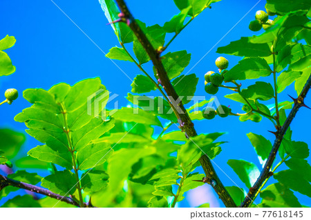 Japanese pepper fruits and leaves 77618145
