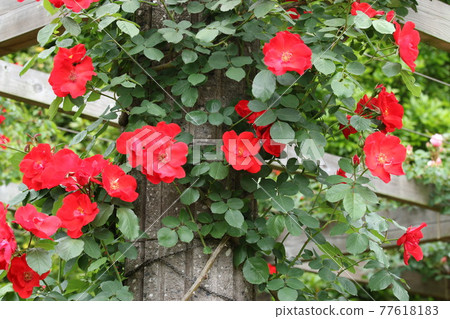 Red roses 77618183