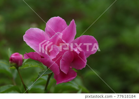 Peony root 77618184