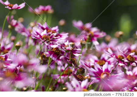 The pink flowers of Coleopsis are in bloom. 77618210