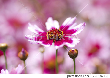 The pink flowers of Coleopsis are in bloom. The pink flowers of Coleopsis are in bloom. 77618212