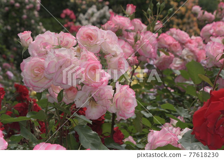 玫瑰大船花卉中心 玫瑰大船花卉中心 77618230