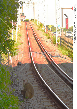 Kanagawa Prefecture Hakone Odakyu Electric Railway & Hakone Tozan Railway Saru Haunting 77618232