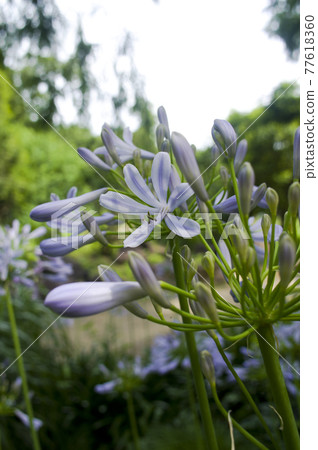 The flowers of agapanthus (purple prince orchid) are in bloom. The scientific name is Agapanthus. The flowers of agapanthus (purple prince orchid) are in bloom. The scientific name is Agapanthus. 77618360