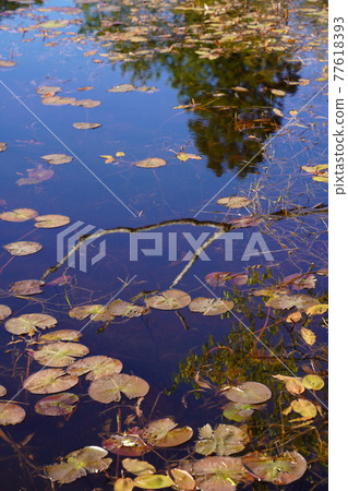 樹枝和樹林倒映在黑三沼澤的池塘中 77618393