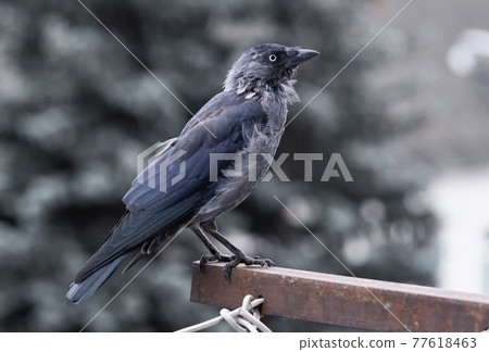 Close-up of a jackdaw sitting on a metal ledge, Close-up of a jackdaw sitting on a metal ledge, 77618463