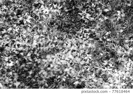 Dry brown-green moss, macro image. Black and white photo. 77618464
