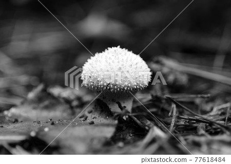 Mushroom Lycoperdon perlatum, common puffball, warted puffball in a forest, black and white photo, 77618484